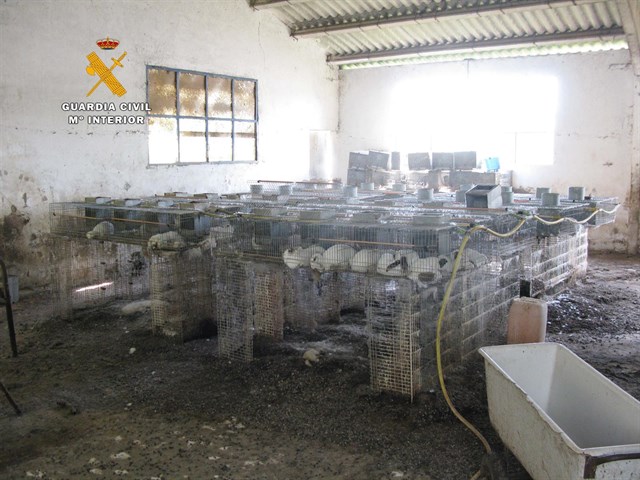 Aparecen un centenar de conejos muertos sin comida ni agua en una nave en Suances