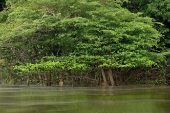 Un gobierno regional brasileño lanza el primer plan hídrico para la Amazonía