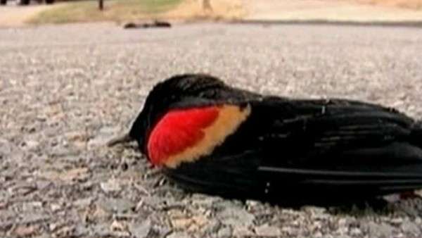 Otros 500 pájaros aparecen muertos en Louisiana