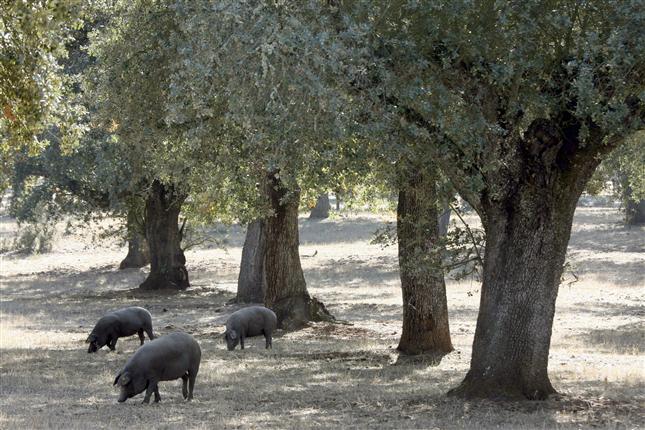 Proyecto europeo para conservación de la biodiversidad en 40 dehesas andaluzas