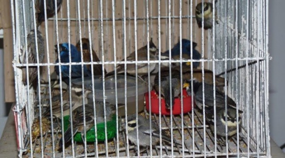 15 aves que estaban en cautiverio han sido rescatadas en Ushuaia