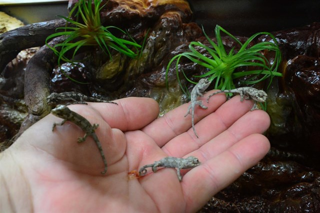 Terra Natura Benidorm logra por primera vez el nacimiento de 15 crías de camaleón de tres cuernos