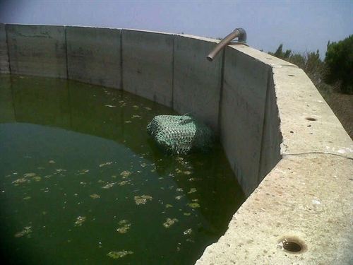 El Hierro arranca un sistema para que las aves no se ahoguen en los depósitos