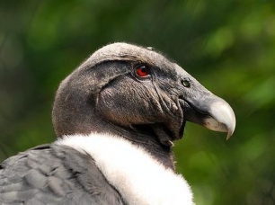 El impacto de las cadenas de suministro global sobre 25.000 especies de animales