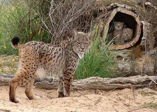 Tenemos la gran suerte de tener una maravillosa fauna