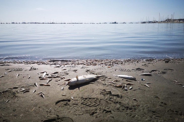 El Mar Menor sigue muriéndose