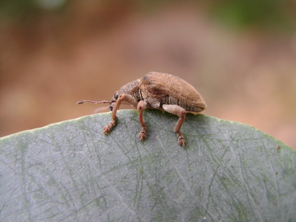 El Gobierno gallego suelta 115.000 huevos parasitados para luchar contra la plaga de gorgojo de eucalipto