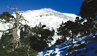 Sierra de las Nieves nuevo Parque Nacional