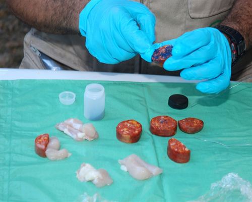 SEO/BirdLife recuerda que envenenar fauna es un delito penado