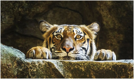 Tigre en Benidorm mata a su cuidadora