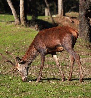 Agricultores reclaman daños causados por ciervos en fincas de Baza (Granada)
