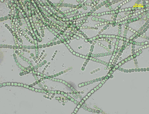 Fármacos anegando los ríos