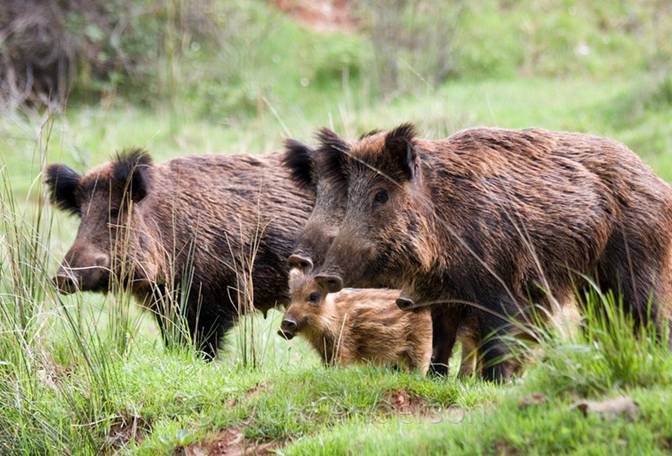 Cataluña autoriza la batidas de jabalíes
