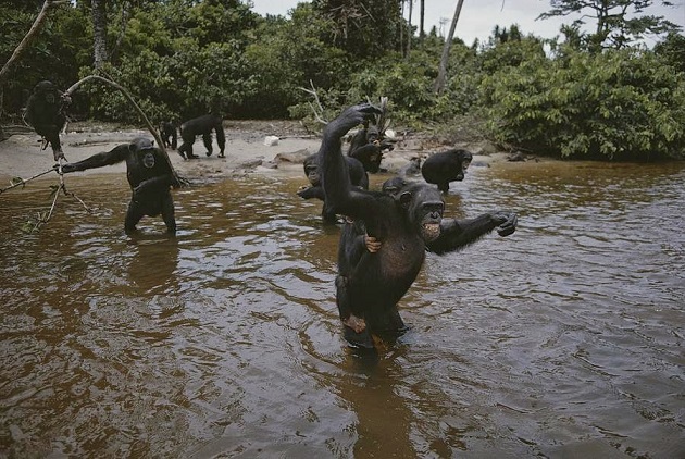Abandono de 60 chimpancés utilizados en experimentación biomédica en una isla de Liberia
