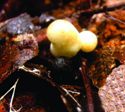 Descubren en Brasil una especie de hongo hasta ahora desconocida