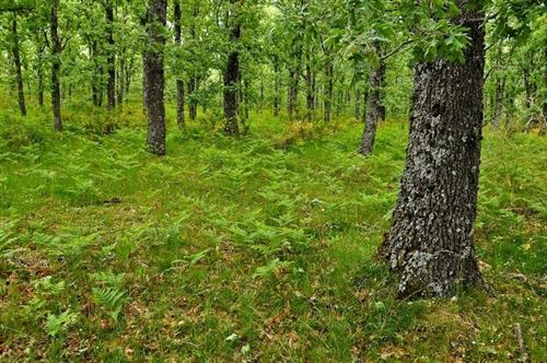 La temperatura y otros factores que diferencia el verano del invierno influyen en la riqueza de especies