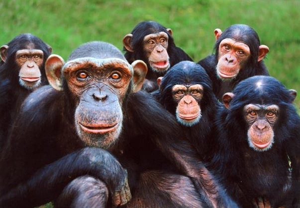 Los simios y sus sorprendentes capacidades