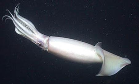 Un calamar carnívoro