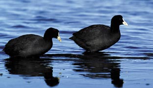 Medio Ambiente censa 26.020 parejas reproductoras de aves acuáticas en 2009