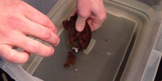 Increíble VIDEO sobre el nacimiento un tiburón bambú