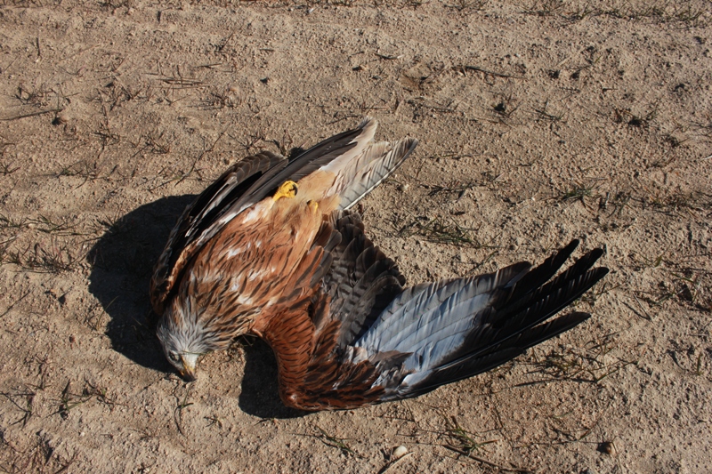 Encuentran un nuevo ejemplar de milano real muerto en Menorca