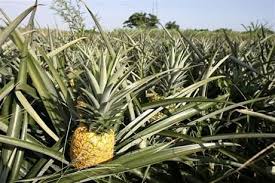 Ancestro común con sorgo y arroz