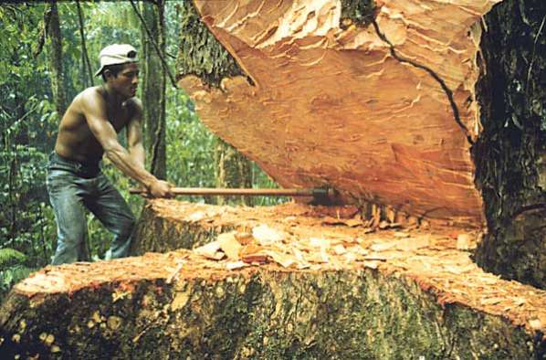 Bolivia pierde cada año más de 150.000 hectáreas de bosques