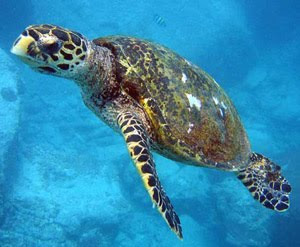 Salvar 20.000 tortugas marinas al año