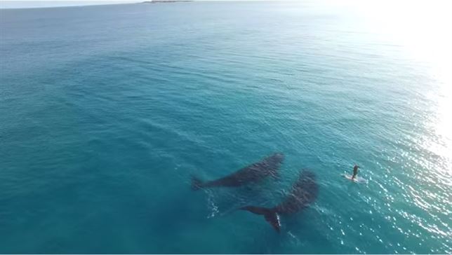 Ballenas ‘paseando’ con un surfista (Vea VIDEO)