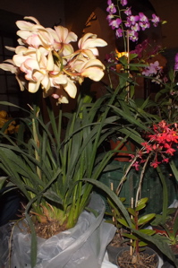 Peligran especies de flores en región