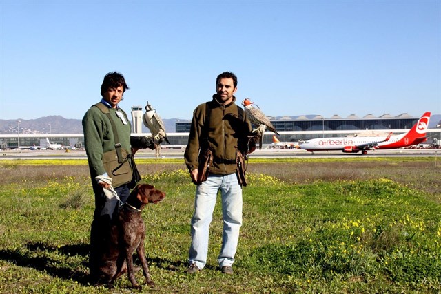 Medidas para evitar la proliferación de aves en el entorno del aeropuerto de Málaga