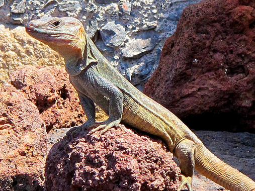 El lagarto verdinegro en peligro si no se adapta al cambio climático