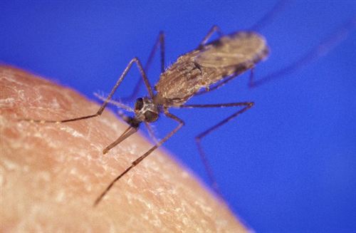 Las hembras de mosquitos infectadas con malaria se sienten más atraídas por el olor humano