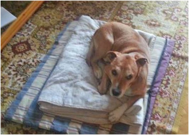 La ‘ejecución’ de Excalibur quedará impune