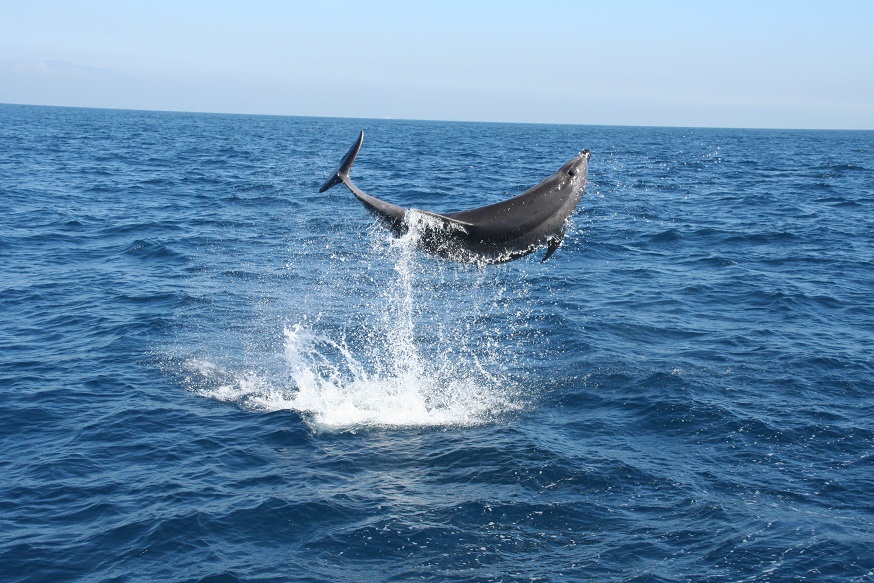 CSIC y Loro Parque Fundación de Tenerife inician un proyecto pionero para la conservación de los delfines