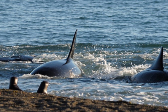 Argentina. Las orcas volvieron a la Península Valdés