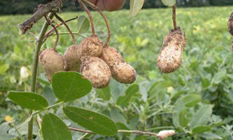 Investigadores logran controlar las enfermedades del maní sin usar productos agroquímicos