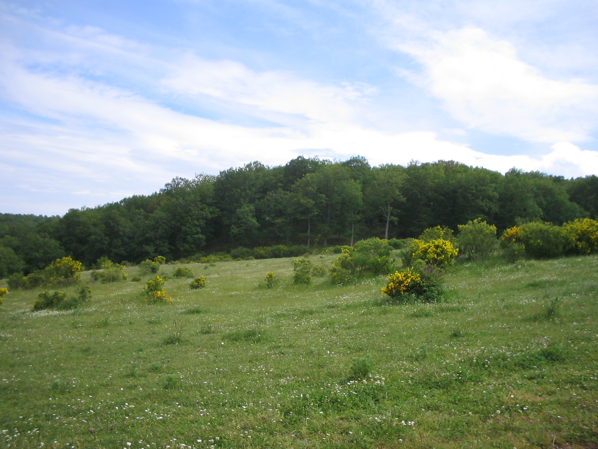 Estudian la dinámica vegetal en ecosistemas afectados por la minería en Palencia