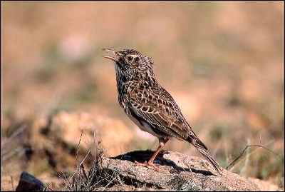 Endesa invierte 50.000 euros en el Proyecto Life para conservación y protección de aves esteparias