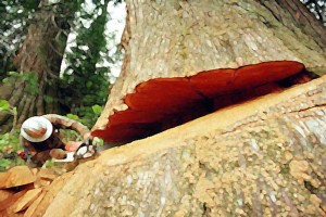 Brasil rechaza pacto de deforestación firmado por 30 países