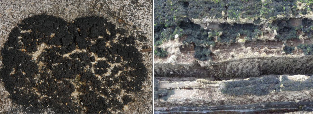 Demostrada la especialización ecológica de los líquenes