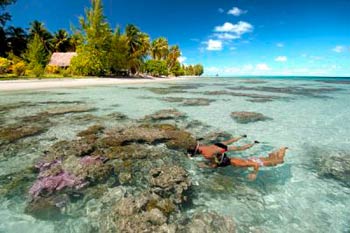 Monitorean formaciones coralinas de Jamaica