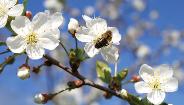 Has firmado la petición para salvar las abejas