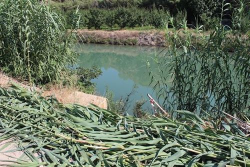 La cuenca del Segura eliminará la caña invasora