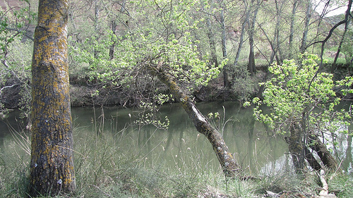 Madrileños podrán conocer la rehabilitación de la ribera del río Henares en una iniciativa de la Obra Social Caja Madrid