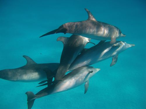 Six Senses Hotels elabora un código de conducta para la observación de delfines en su hotel de Maldivas