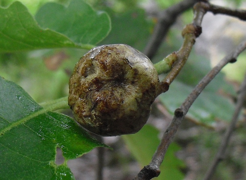 El control biológico de la avispilla del castaño pone en peligro el Parque Nacional de Sierra de las Nieves en Málaga