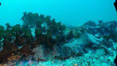 Frenar la desaparición de los bosques submarinos