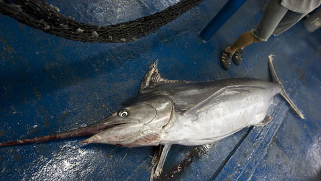 Pez espada del Mediterráneo pasará a mejor vida