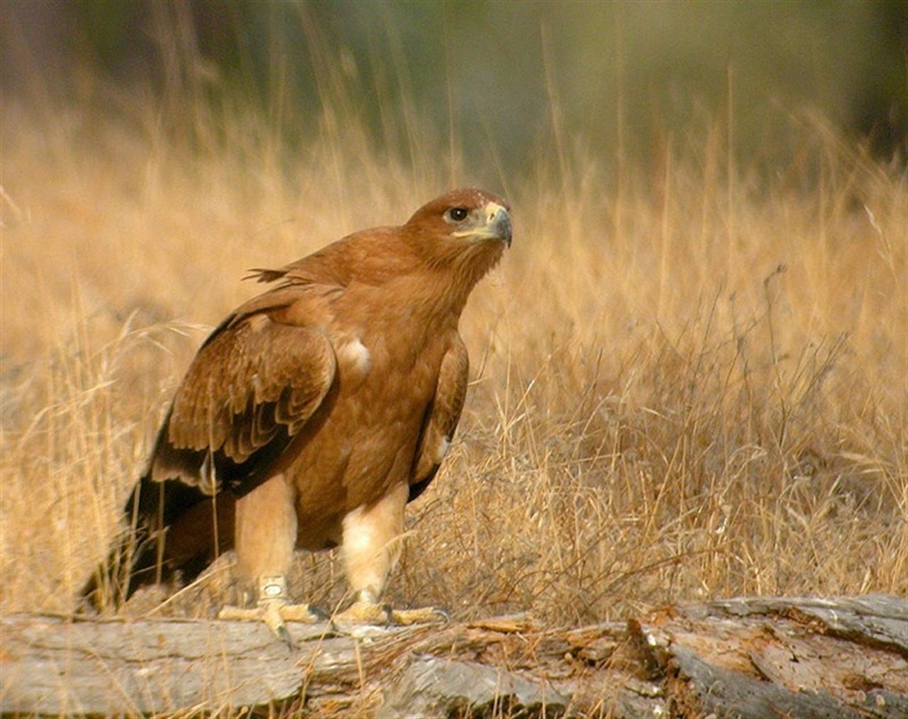 Europa conocerá los perjuicios de obras en una finca a las águilas en Doñana